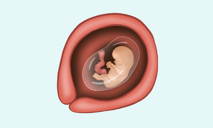 Hevea Ortodontyczny smoczek z naturalnego kauczuku 3-36 m.