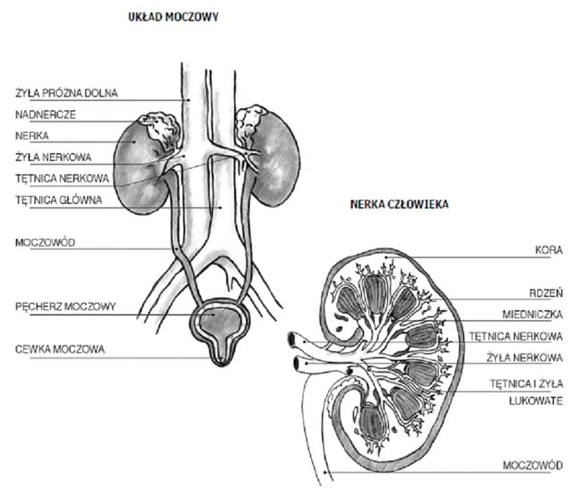 pieluchy wielorazowe system sio