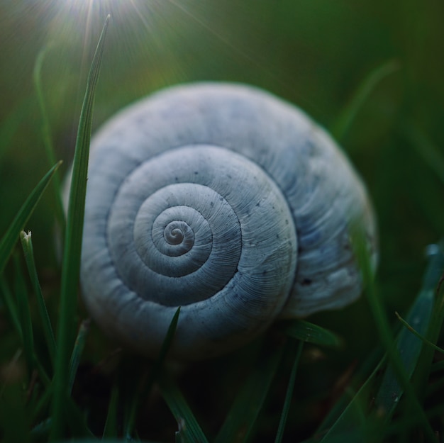 pieluchy dla dorosłych kafeteria ciocia